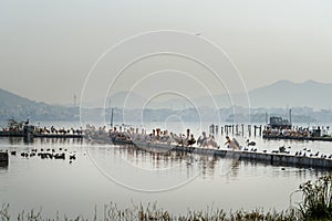 Migratory Pelican Birds on Lake Anasagar in Ajmer. India