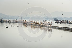 Migratory Pelican Birds on Lake Anasagar in Ajmer. India