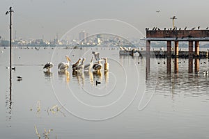 Migratory Pelican Birds on Lake Anasagar in Ajmer. India