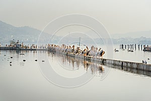 Migratory Pelican Birds on Lake Anasagar in Ajmer. India