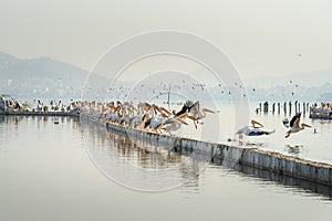 Migratory Pelican Birds on Lake Anasagar in Ajmer. India