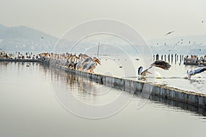 Migratory Pelican Birds on Lake Anasagar in Ajmer. India