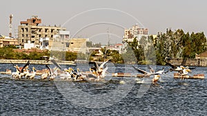 Migratory Pelican birds on Lake Anasagar in Ajmer. India