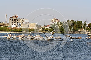 Migratory Pelican birds on Lake Anasagar in Ajmer. India
