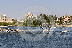 Migratory Pelican birds on Lake Anasagar in Ajmer. India