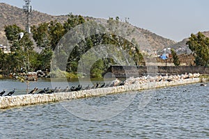 Migratory Pelican and Cormorants birds on Lake Anasagar in Ajmer. India