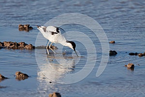 Migratory Pied avocet (Recurvirostra avosetta)