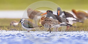 Migratory Wader Birds resting in Wetland