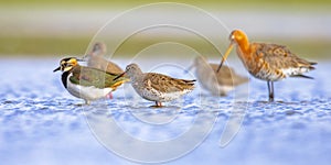 Migratory Wader Birds resting in Wetland photo