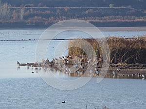 Migratory wading birds in lake ivars and vila sana, lerida, spain, europe