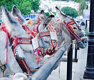 Mijas taxi donkeys photo