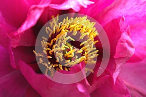 Mikado Peony Flower