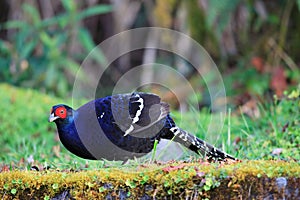 MIkado Pheasant male