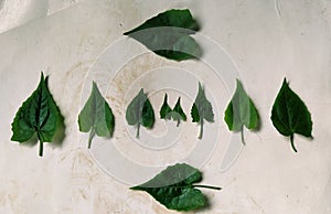 Mikania Micrantha Plants, Green Leaf Design's