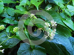 Mikania micrantha is a weed that is widespread in the tropics.