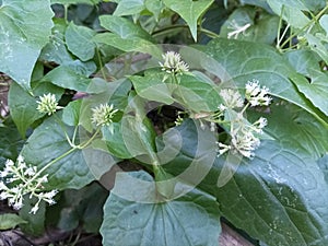 Mikania micrantha is a weed that is widespread in the tropics.