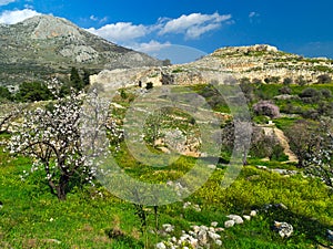 Mikines ancient site and almond tree.