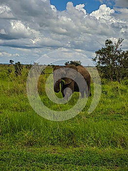 Mikumi, Tanzania - December 6, 2019: big african elephant eating grass in green meadows in savanna. Vertical