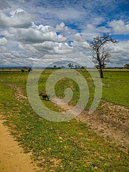 Mikumi, Tanzania - December 6, 2019:  pumba known as a phacochoerus run through the green savanna. Vertical