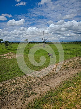 Mikumi, Tanzania - December 6, 2019:  pumba known as a phacochoerus  walks through the green savanna. Vertical