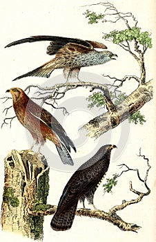 Milan, honey, buzzard, vintage engraving