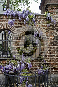 Wisteria at Protestant church of via De Marchi in Milan photo