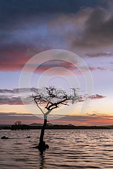 Milarrochy Bay sunset on Loch Lomond, Scotland