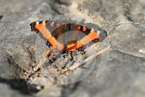 Milbert's Tortoise Shell Butterfly