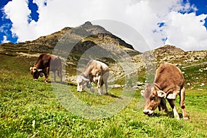 Milch cow grazing on Alpine mountains green grass pasture