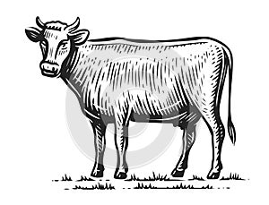 Milch Cow standing in full length, side view in sketch style. Farm animal isolated. Hand drawn vintage illustration