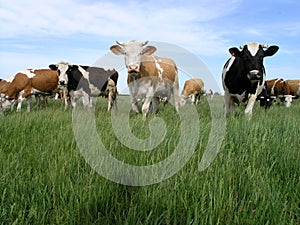 Milch Cows photo