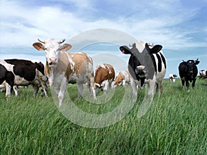 Milch Cows 2 photo