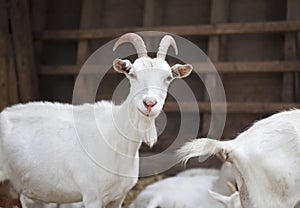Milch goat in the barn