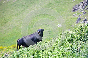 milck cow with grazing on Alpine mountains green grass pasture over blue sky