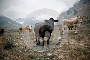 Milck cow with grazing on Switzerland Alpine mountains green grass pasture over blue sky