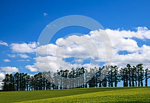 Mild seven hill, row of famous trees among barley field, pacthwo