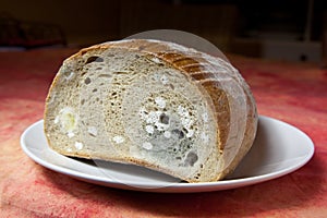 Pleseň chlieb 