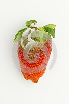 Mildew strawberry