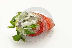 Mildew strawberry photo