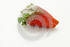 Mildew strawberry