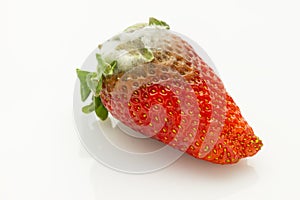 Mildew strawberry