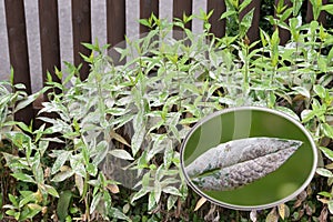 Mildewed phlox plant in front of garden fence