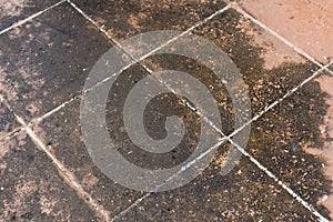 Mildewed tiled floor