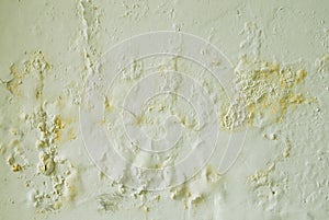Mildewed wall