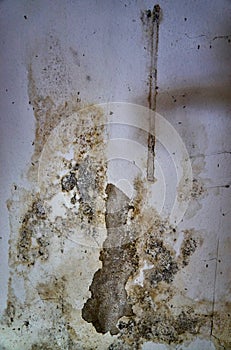 Mildewed walls with different types of mold. Close-up