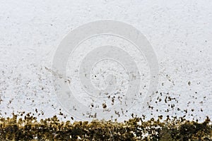 Mildewed walls