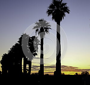 Mildura Palms & the sunset