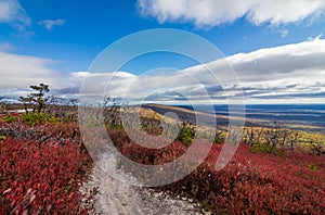 Miles of huckleberry bushes develop a crimson red color during fall outlining the white quartz sandstone trail and blue sky