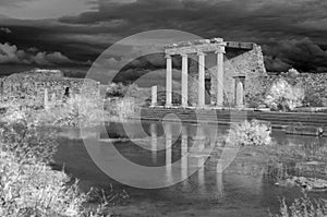 Miletus photo