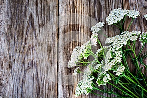 Milfoil Flower on Rustik Wooden Background